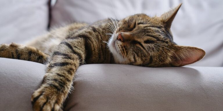 How to Help Your Cat Sleep Better?
