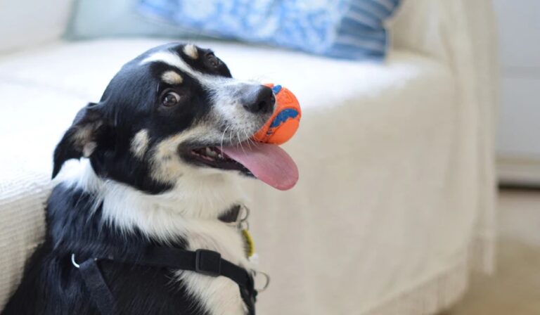 How to Pick the Right Comfort Toy for Your Pup